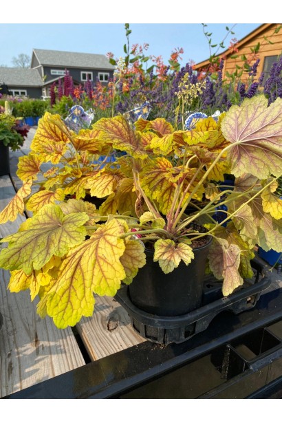 Гейхера гібридна Ред Лайт в горщику